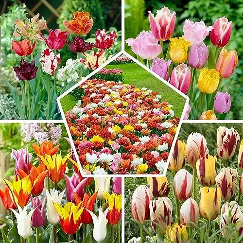 Produktbild: 50x Tulpenzwiebeln Mix, Winterhart und Mehrjährig, Mischung aus 15 Sorten, Tulpen 50 Stück fur Garten, Töpfe und Balkon, Winterharte Frühblüher aus Holland (Kein Samen), Holländische Blumenzwiebeln