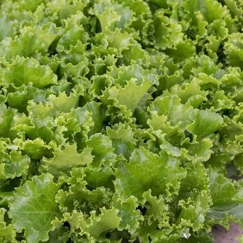 Produktbild: 55 Stück grüne Salat-Gemüsesamen