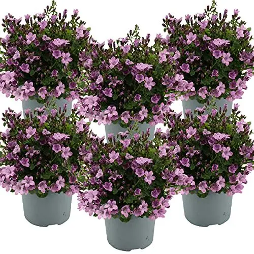 Produktbild: 6x Campanula 'Ambella Pink' - Glockenblume - Bodendecker - Winterherz – ⌀10,5 cm - 10-15 cm