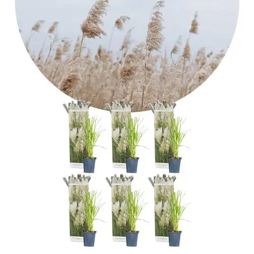 Produktbild: 6x Cortaderia selloana – Pampasgras – Ziergräser – Winterhart – ⌀9 cm - 15-20 cm