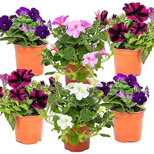 Produktbild: 6x Petunia Surfinia – Großblumige Hängepetunie - Einjährig - Farbmix - ⌀10,5 cm - 10-15 cm