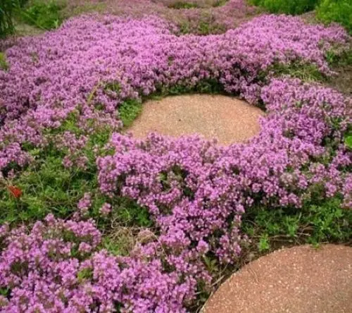 Produktbild: 70 Stück Kriechender Thymian-Blumensamen