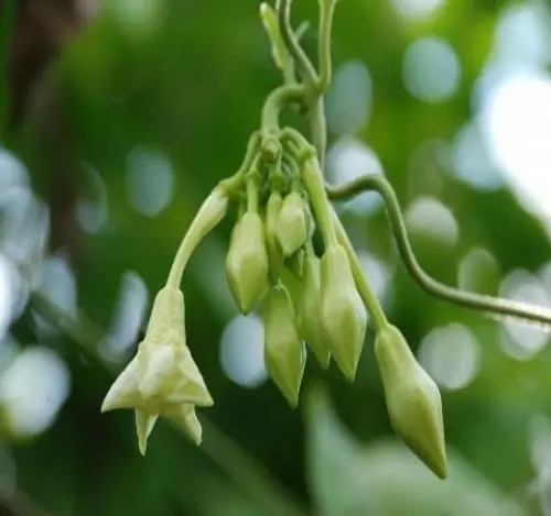 Produktbild: 8 Stück frische Loroco-Pflanzensamen