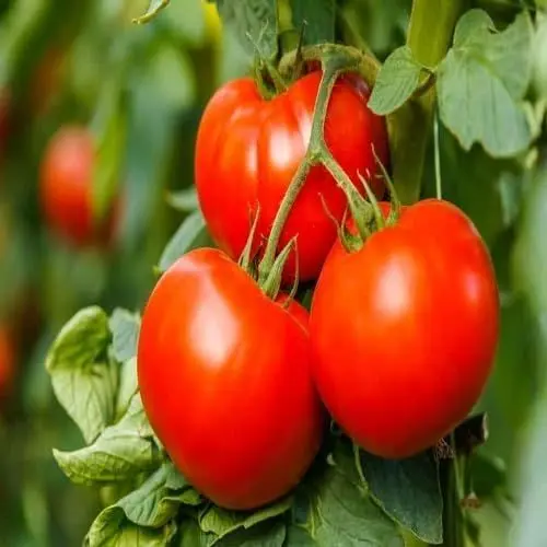Produktbild: 80 Stück frische Tomaten-Gemüsesamen