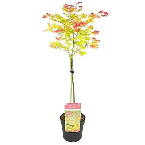 Produktbild: Acer shirasawanum 'Moonrise' Stamm - Japanischer Ahorn - Strauch - Winterherz – ⌀19 cm - 80-100 cm