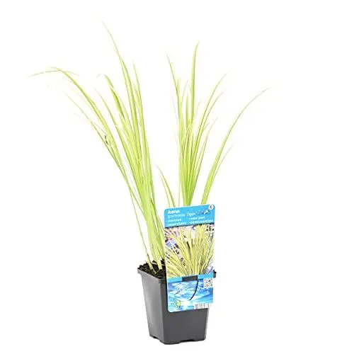 Produktbild: Bloomique - Acorus Ogon - Zwergkalamus - Teichpflanzen Winterhart - Wasserpflanzen - Zone 1-2 - Höhe 10-20 cm - Topf 9 cm