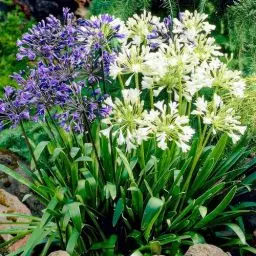 Produktbild: Agapanthus africanus Blau-Weiß Twister Kollektion (4 Pflanzen) Winterharte echte Gartenpflanzen aus Holland, mehrjährige Stauden Blumenzwiebeln für Topf und Garten (kein Saatgut, nicht künstlich)