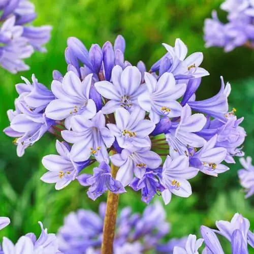 Produktbild: Agapanthus africanus Blau (3 Pflanzen) Winterharte echte Gartenpflanzen aus Holland, mehrjährige Blumenzwiebeln für Topf und Garten (keine Samen, nicht künstlich)