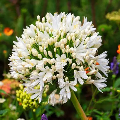 Produktbild: Agapanthus africanus Weiß (3 Pflanzen) Winterharte echte Gartenpflanzen aus Holland, mehrjährige Blumenzwiebeln für Topf und Garten (keine Samen, nicht künstlich)