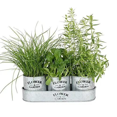 Produktbild: albena shop ELSA 3er-Set Pflanztöpfe Blumentopf Kräutergarten mit Tablett aus robustem Zink 31,5 x 11 x 11 cm ist eine charmante Ergänzung für Ihren Garten oder Ihre Wohnung | Flower & Garden