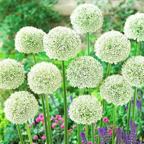Produktbild: Allium White Giant (Packung mit 5 Zwiebeln), Riesen Zierlauch Giganteum, Mehrjährig, Winterharte Duftend Blumenzwiebeln aus Holland für Garten, Topf (große Knollen, kein Samen, nicht künstlich)