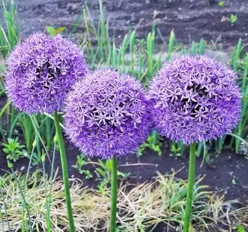 Produktbild: Alliumzwiebeln : Allium 