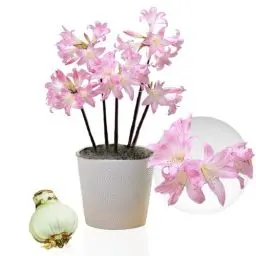 Produktbild: Amaryllis Zwiebel Belladonna - 1 Blumenzwiebel in Großformat 26/30 - Exklusive Blumenzwiebeln Amarillis - Echte Pflanzen aus Holland - Hippeastrum Zwiebeln (keine Samen, Wachs und nicht künstlich)