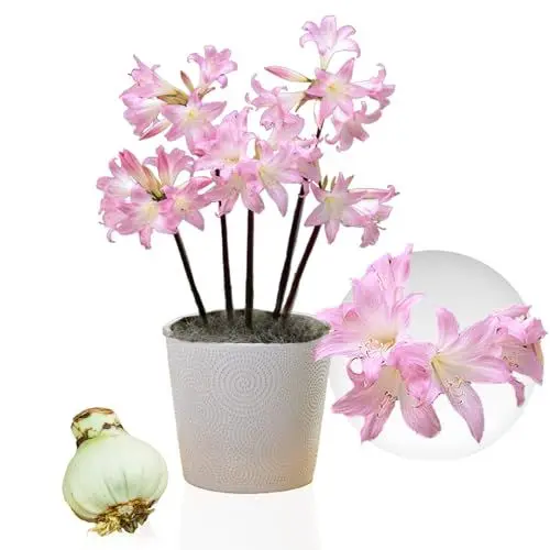Produktbild: Amaryllis Zwiebel Belladonna - 1 Blumenzwiebel in Großformat 26/30 - Exklusive Blumenzwiebeln Amarillis - Echte Pflanzen aus Holland - Hippeastrum Zwiebeln (keine Samen, Wachs und nicht künstlich)