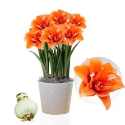 Produktbild: Amaryllis Zwiebel Celica - 1 Blumenzwiebel in Großformat 26/30 - Exklusive Blumenzwiebeln Amarillis - Echte Pflanzen aus Holland - Hippeastrum Zwiebeln (keine Samen, Wachs und nicht künstlich)