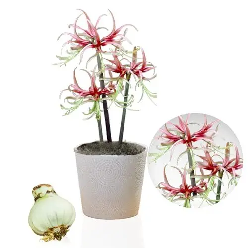 Produktbild: Amaryllis Zwiebel Chico - 1 Blumenzwiebel in Großformat 26/30 - Exklusive Blumenzwiebeln Amarillis - Echte Pflanzen aus Holland - Hippeastrum Zwiebeln (keine Samen, Wachs und nicht künstlich)