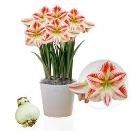 Produktbild: Amaryllis Zwiebel Clown - 1 Blumenzwiebel in Großformat 26/30 - Exklusive Blumenzwiebeln Amarillis - Echte Pflanzen aus Holland - Hippeastrum Zwiebeln (keine Samen, Wachs und nicht künstlich)