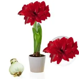 Produktbild: Amaryllis Zwiebel Double Dark Red - 1 Blumenzwiebel in Großformat 26/30 - Exklusive Blumenzwiebeln Amarillis - Echte Pflanzen aus Holland, Hippeastrum Zwiebeln (keine Samen, Wachs und nicht künstlich)