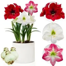 Produktbild: Amaryllis Zwiebel Kollektion - 3 Blumenzwiebel in Großformat 26/28 - Exklusive Blumenzwiebeln Amarillis - Echte Pflanzen aus Holland - Hippeastrum Zwiebeln (keine Samen, Wachs und nicht künstlich)