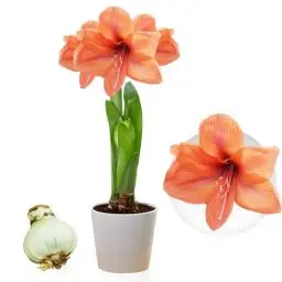 Produktbild: Amaryllis Zwiebel Orange Passion - 1 Blumenzwiebel in Großformat 26/30 - Exklusive Blumenzwiebeln Amarillis - Echte Pflanzen aus Holland - Hippeastrum Zwiebeln (keine Samen, Wachs und nicht künstlich)