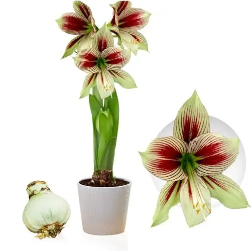 Produktbild: Amaryllis Zwiebel Papilio - 1 Blumenzwiebel in Großformat 20/22 - Exklusive Blumenzwiebeln Amarillis - Echte Pflanzen aus Holland - Hippeastrum Zwiebeln (keine Samen, Wachs und nicht künstlich)