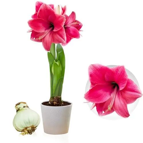 Produktbild: Amaryllis Zwiebel Pink Passion - 1 Blumenzwiebel in Großformat 26/30 - Exklusive Blumenzwiebeln Amarillis - Echte Pflanzen aus Holland - Hippeastrum Zwiebeln (keine Samen, Wachs und nicht künstlich)