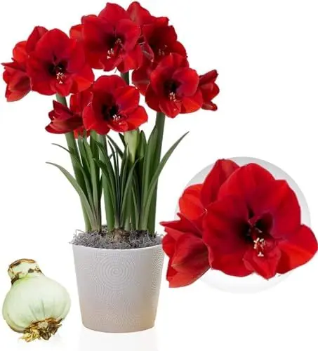 Produktbild: Amaryllis Zwiebel Red Lion - 1 Blumenzwiebel in Großformat 26/30 - Exklusive Blumenzwiebeln Amarillis - Echte Pflanzen aus Holland - Hippeastrum Zwiebeln (keine Samen, Wachs und nicht künstlich)