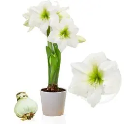 Produktbild: Amaryllis Zwiebel White Star - 1 Blumenzwiebel in Großformat 26/30 - Exklusive Blumenzwiebeln Amarillis - Echte Pflanzen aus Holland - Hippeastrum Zwiebeln (keine Samen, Wachs und nicht künstlich)