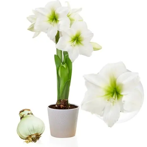 Produktbild: Amaryllis Zwiebel White Star - 1 Blumenzwiebel in Großformat 26/30 - Exklusive Blumenzwiebeln Amarillis - Echte Pflanzen aus Holland - Hippeastrum Zwiebeln (keine Samen, Wachs und nicht künstlich)