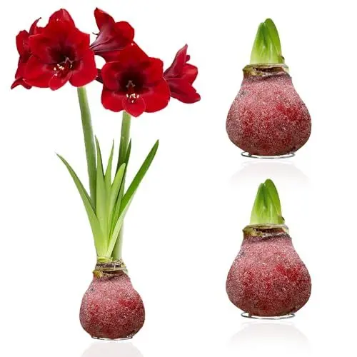 Produktbild: Amaryllis in Wachs Glitter Red - 2 Wachsamaryllis Blumenzwiebeln - Wax Amaryllis Zwiebel in Großformat 28/30 - Mischung von echte Pflanzen aus Holland - Hippeastrum (keine Samen, nicht künstlich)
