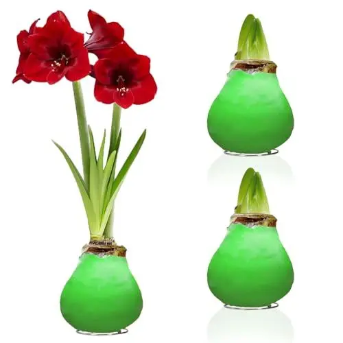 Produktbild: Amaryllis in Wachs Grün - 2 Wachsamaryllis Blumenzwiebeln - Wax Amaryllis Zwiebel in Großformat 26/28 - Exklusive Mischung von echte Pflanzen aus Holland - Hippeastrum (keine Samen, nicht künstlich)