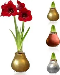 Produktbild: Amaryllis in Wachs Silber, Gold, Bronze - 3 Wachsamaryllis Blumenzwiebeln - Amaryllis Zwiebel in Großformat 28/30 - Mischung von Echte Pflanzen aus Holland - Hippeastrum (keine Samen,nicht künstlich)