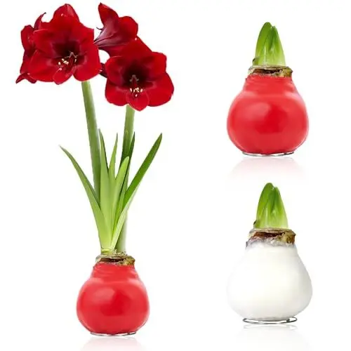 Produktbild: Amaryllis in Wachs Weiß, Rot - 2 Wachsamaryllis Blumenzwiebeln - Amaryllis Zwiebel in Großformat 26/28 - Exklusive Mischung von Echte Pflanzen aus Holland, Hippeastrum (keine Samen,nicht künstlich)