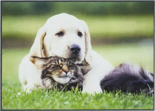 Produktbild: andiamo Fußmatte Modern Schmutzfangmatte mit rutschhemmender Rückseite - Fußmatte außen für den Hauseingang - Fußabtreter Türmatte 40 x 60 cm Hund & Katze