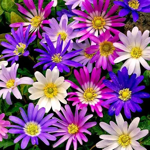 Produktbild: Anemonen Zwiebeln Blanda Mischung (50 Anemone Knollen Mix im Verpackung) Mehrjährig und winterharte Blumenzwiebeln für Töpfe, Balkone und Garten (starke pflanze, kein Samen en nicht künstlich)