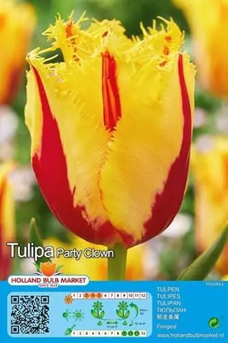 Produktbild: ANGEBOT Tulpenzwiebeln : Gefranste Tulpe 