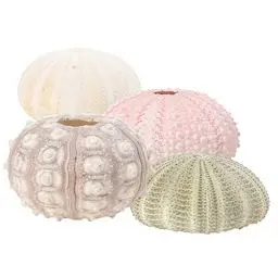 Produktbild: Angoily Seeigel Gehäuse Groß 4 Stücke Kreative Seeigel Ornamente- Bunte Seeigel Muscheln Tillandsie Pflanzen Pot- Zölle Seeigel Ornament für Tillandsia Air Plants Home Shop Büro Seeigel Gehäuse
