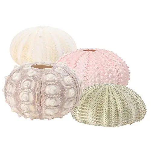 Produktbild: Angoily Seeigel Gehäuse Groß 4 Stücke Kreative Seeigel Ornamente- Bunte Seeigel Muscheln Tillandsie Pflanzen Pot- Zölle Seeigel Ornament für Tillandsia Air Plants Home Shop Büro Seeigel Gehäuse