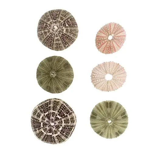 Produktbild: Seeigel Muscheln DIY Luftpflanzen Ständer: Dekorative Muscheln 6 Stücke Tillandsia Halter Blumen Pflanzen Display Dekoration