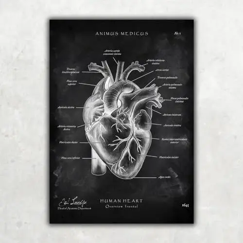 Produktbild: Animus Medicus Herz Anatomie - Chalkboard A3