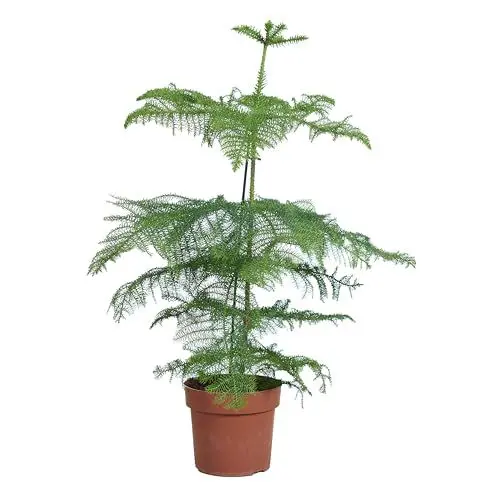 Produktbild: Bloomique - Araucaria Heterophylla - Zimmertanne - Norfolktanne - Zimmerpflanzen - Weihnachtsdeko - Höhe 80-100 cm - Topf 21 cm