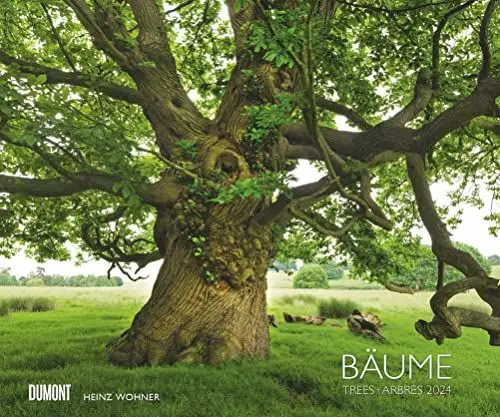 Produktbild: Bäume 2024 – Wandkalender 60x50 cm – Spiralbindung