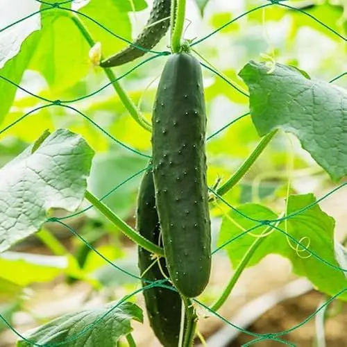 Produktbild: Baketron Ranknetz,Pflanzennetz,Ranknetz für Kletterpflanzen,Ranknetz für Gurken,Ranknetz mit großer Maschenweite,Rankhilfe für Gurken, Tomaten, Kletterpflanzen - 5 x 1.8 m