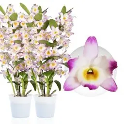 Produktbild: Bambus Dendrobium Nobile Orchideen Pink Passion, 2 Echte große Zimmerpflanzen aus Holland, 30-40 cm hoch, mit Blüten und duftend (keine künstliche Orchidee, ohne Dünger und Topf, kein Samen)