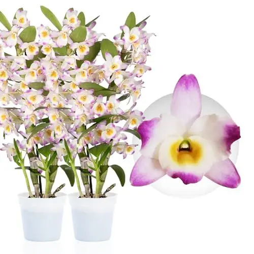 Produktbild: Bambus Dendrobium Nobile Orchideen Pink Passion, 2 Echte große Zimmerpflanzen aus Holland, 30-40 cm hoch, mit Blüten und duftend (keine künstliche Orchidee, ohne Dünger und Topf, kein Samen)
