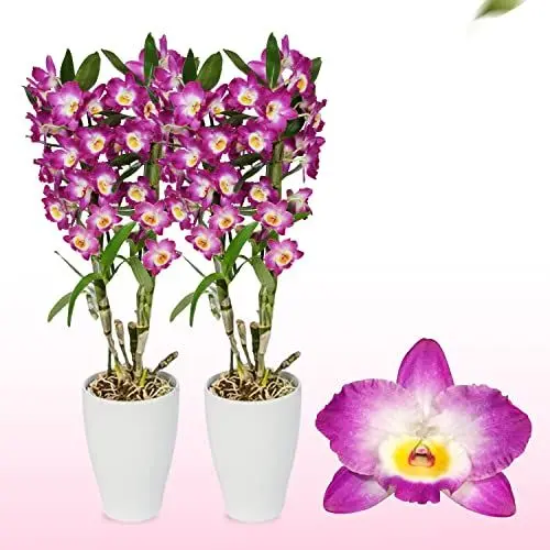 Produktbild: Bambus Dendrobium Nobile Orchideen Purple Passion, 2 Echte große Zimmerpflanzen aus Holland, 30-40 cm hoch, mit Blüten und duftend (keine künstliche Orchidee, ohne Dünger und Topf, kein Samen)