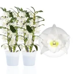 Produktbild: Bambus Dendrobium Nobile Orchideen White Passion, 2 Echte große Zimmerpflanzen aus Holland, 30-40 cm hoch, mit Blüten und duftend (keine künstliche Orchidee, ohne Dünger und Topf, kein Samen)