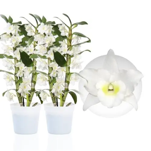 Produktbild: Bambus Dendrobium Nobile Orchideen White Passion, 2 Echte große Zimmerpflanzen aus Holland, 30-40 cm hoch, mit Blüten und duftend (keine künstliche Orchidee, ohne Dünger und Topf, kein Samen)