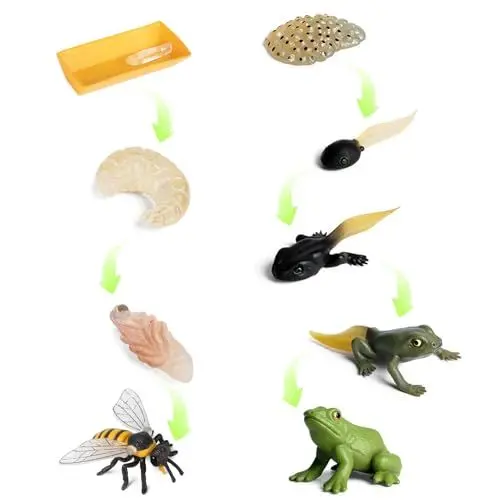 Produktbild: Beatific 8 Sätze Lebenszyklus Frosch und Honigbiene, Insekt Tier Wachstumszyklus, Lernwerkzeuge Schulprojekt für Kinder, Spielzeuge für Kinder 3-8 Jahre Alt