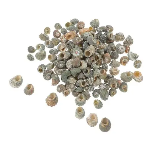Produktbild: Beaupretty 100st Natürliche Muschel Winzige Muschelschalen Kleine Muscheln Zubehör Für Einsiedlerkrebse Figuren Im Maritimen Stil Meer Partybevorzugung Muschelfigur Ornament Skulptur Esstisch